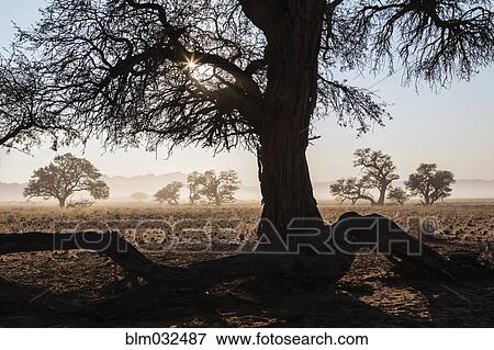 Bare camelthorn tree in desert landscape View Large Photo Image Stock Photo - Bare camelthorn tree in desert landscape. Fotosearch