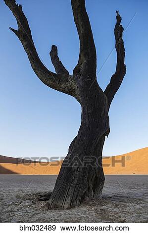 Bare tree in dried lake bed in desert landscape View Large Photo Image Stock Photo - Bare tree in dried lake bed in desert landscape. Fotosearch