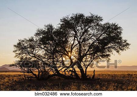 Camelthorn tree in desert landscape View Large Photo Image Stock Photograph - Camelthorn tree in desert landscape. Fotosearch