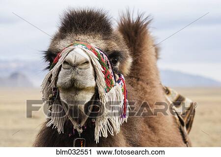 Close up of camel wearing traditional harness View Large Photo Image Stock Image - Close up of camel wearing traditional harness. Fotosearch