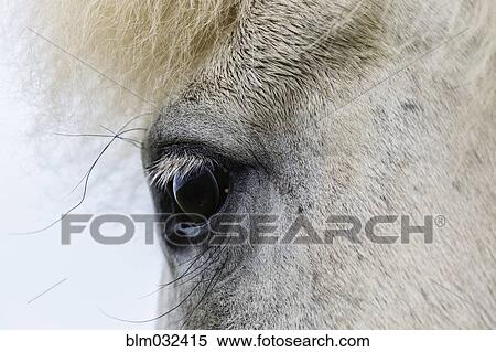 Stock Photography - Close up of eye of Icelandic horse. Fotosearch