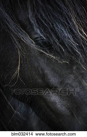 Picture - Close up of face of Icelandic horse. Fotosearch
