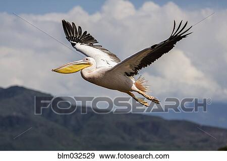 Close up of flamingo flying in sky View Large Photo Image Stock Photo - Close up of flamingo flying in sky. Fotosearch