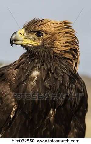 Stock Image - Close up of golden eagle. Fotosearch
