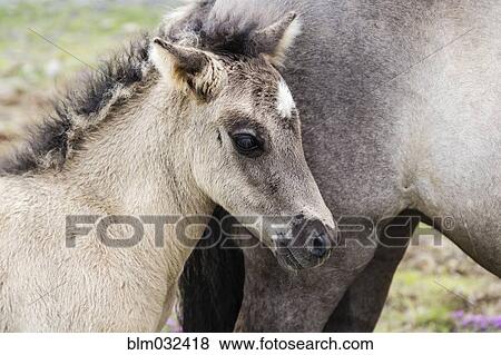 Stock Photo - Close up of Icelandic horse foal and mother. Fotosearch