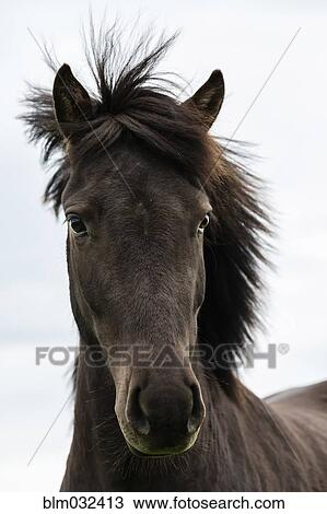 Close up of Icelandic horse View Large Photo Image Stock Image - Close up of Icelandic horse. Fotosearch