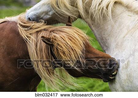 Stock Photo - Close up of Icelandic horses grooming. Fotosearch