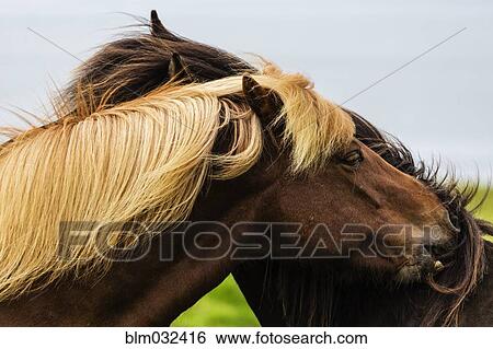 Close up of Icelandic horses grooming View Large Photo Image Stock Photograph - Close up of Icelandic horses grooming. Fotosearch