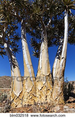 Close up of quiver tree under blue sky View Large Photo Image Stock Photo - Close up of quiver tree under blue sky. Fotosearch