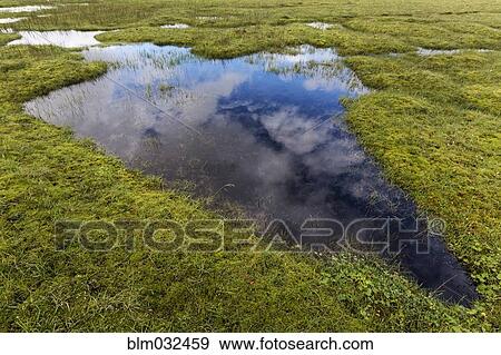 Clouds reflected in still remote pond View Large Photo Image Stock Photo - Clouds reflected in still remote pond. Fotosearch