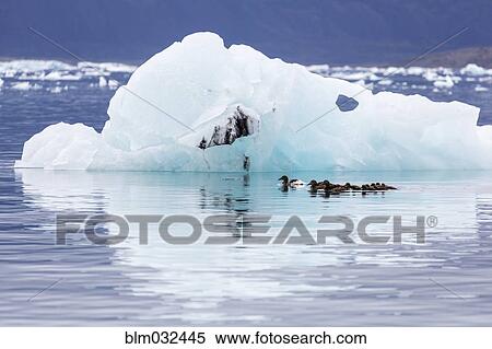 Ducks swimming by glacier in Jokulsarlon Glacier Lagoon, Iceland View Large Photo Image Stock Photography - Ducks swimming by glacier in Jokulsarlon Glacier Lagoon, Iceland. Fotosearch