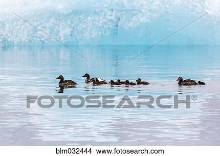 Ducks swimming in Jokulsarlon Glacier Lagoon, Iceland View Large Photo Image Picture - Ducks swimming in Jokulsarlon Glacier Lagoon, Iceland. Fotosearch