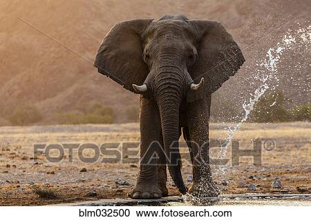 Elephant drinking at water hole in savanna landscape View Large Photo Image Stock Image - Elephant drinking at water hole in savanna landscape. Fotosearch