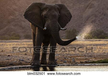 Stock Image - Elephant drinking at water hole in savanna landscape. Fotosearch