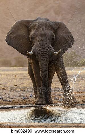 Elephant drinking at water hole in savanna landscape View Large Photo Image Stock Photo - Elephant drinking at water hole in savanna landscape. Fotosearch