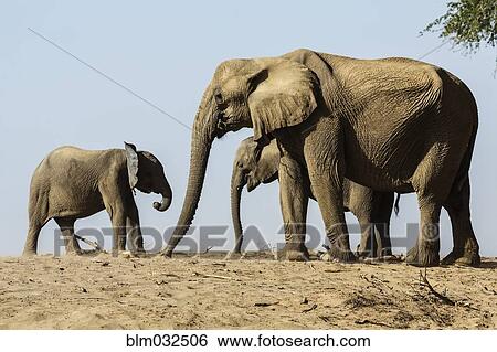 Stock Photograph - Elephant herd walking in desert. Fotosearch
