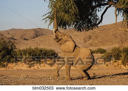 Stock Image - Elephant reaching for tree leaves in desert landscape. Fotosearch