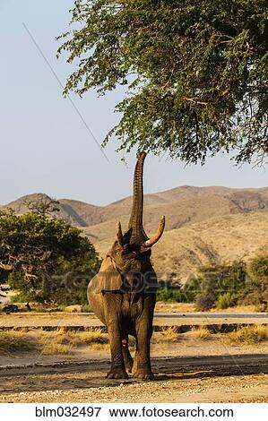 Elephant reaching for tree leaves in savanna landscape View Large Photo Image Stock Photo - Elephant reaching for tree leaves in savanna landscape. Fotosearch