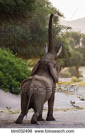 Elephant reaching for tree leaves in savanna landscape View Large Photo Image Stock Photo - Elephant reaching for tree leaves in savanna landscape. Fotosearch