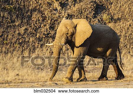 Picture - Elephant walking in desert field. Fotosearch