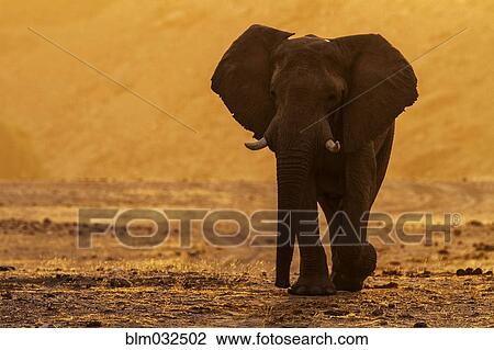 Elephant walking in field in desert landscape View Large Photo Image Stock Image - Elephant walking in field in desert landscape. Fotosearch