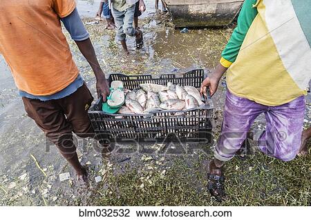 Fisherman carrying crate of fish in water View Large Photo Image Stock Image - Fisherman carrying crate of fish in water. Fotosearch