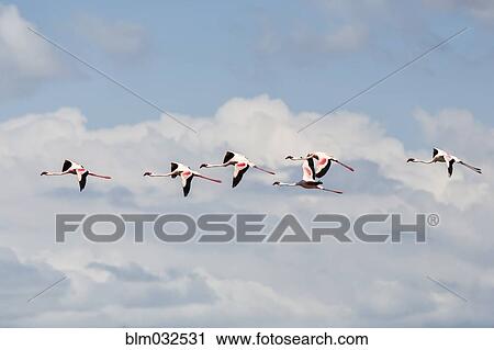 Flock of flamingoes flying in cloudy sky View Large Photo Image Stock Image - Flock of flamingoes flying in cloudy sky. Fotosearch