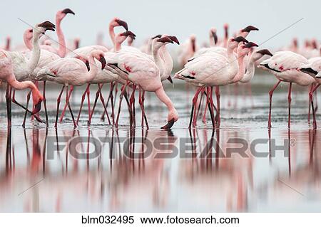 Flock of flamingoes standing in still water on beach View Large Photo Image Stock Photography - Flock of flamingoes standing in still water on beach. Fotosearch