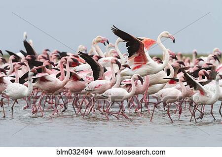 Flock of flamingoes walking on beach View Large Photo Image Picture - Flock of flamingoes walking on beach. Fotosearch