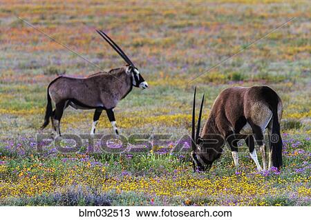 Gemsbok grazing in field of flowers View Large Photo Image Stock Image - Gemsbok grazing in field of flowers. Fotosearch