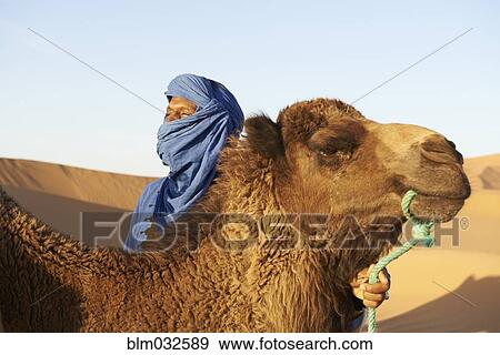 Guide holding camel on sand dunes in desert View Large Photo Image Stock Photo - Guide holding camel on sand dunes in desert. Fotosearch