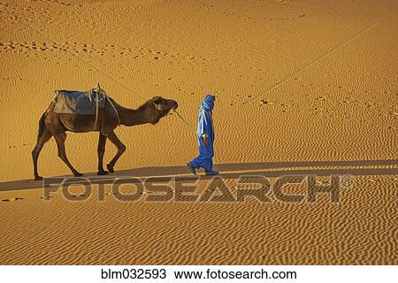 Guide leading camel on sand dune View Large Photo Image Stock Image - Guide leading camel on sand dune. Fotosearch