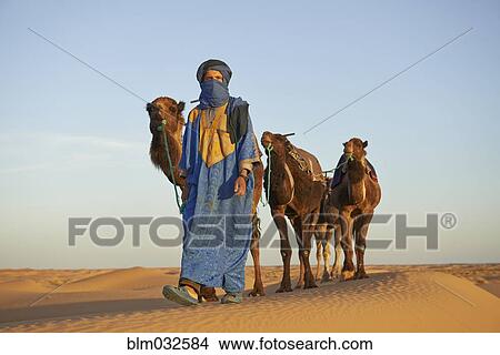 Guide leading camels on sand dune View Large Photo Image Picture - Guide leading camels on sand dune. Fotosearch