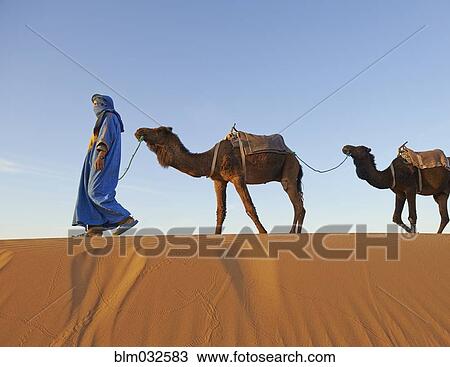 Guide leading camels on sand dune View Large Photo Image Stock Image - Guide leading camels on sand dune. Fotosearch
