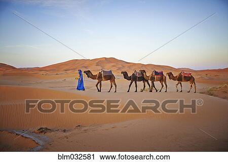 Stock Image - Guide leading camels on sand dunes in desert landscape. Fotosearch