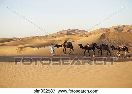 Guide leading camels on sand dunes in desert landscape View Large Photo Image Stock Photo - Guide leading camels on sand dunes in desert landscape. Fotosearch