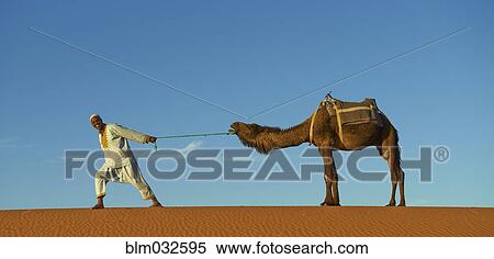 Stock Photography - Guide pulling camel on sand dune. Fotosearch