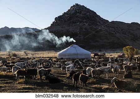 Livestock grazing in nomadic campsite in remote landscape View Large Photo Image Stock Photo - Livestock grazing in nomadic campsite in remote landscape. Fotosearch