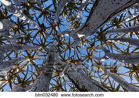 Low angle view of quiver tree against blue sky View Large Photo Image Stock Image - Low angle view of quiver tree against blue sky. Fotosearch