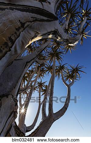 Stock Image - Low angle view of quiver tree against blue sky. Fotosearch