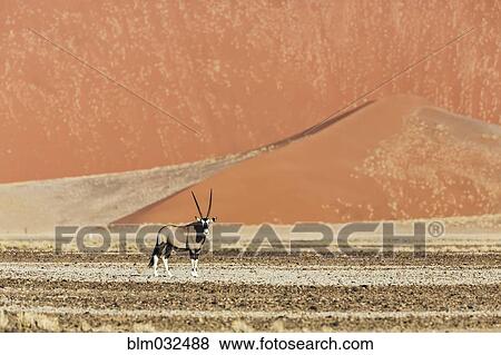Oryx standing near sand dunes in desert View Large Photo Image Stock Photo - Oryx standing near sand dunes in desert. Fotosearch