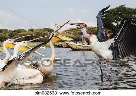 Pelicans and storks catching fish in remote lake View Large Photo Image Stock Image - Pelicans and storks catching fish in remote lake. Fotosearch