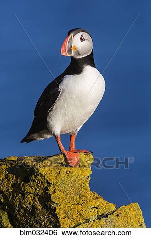 Stock Photograph - Puffin standing on algae rock. Fotosearch