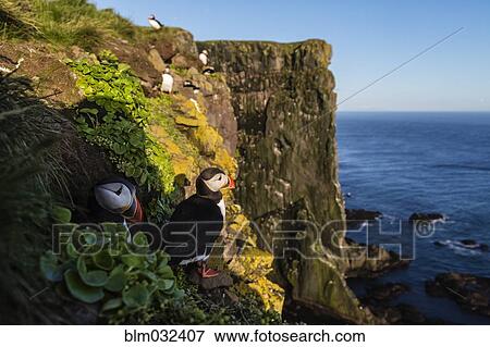 Puffins on rocky cliffs over seascape View Large Photo Image Stock Photo - Puffins on rocky cliffs over seascape. Fotosearch