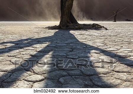 Shadow of dead tree on cracked earth in desert landscape View Large Photo Image Stock Image - Shadow of dead tree on cracked earth in desert landscape. Fotosearch