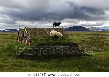 Sheep grazing on sod house in rural landscape View Large Photo Image Stock Photo - Sheep grazing on sod house in rural landscape. Fotosearch