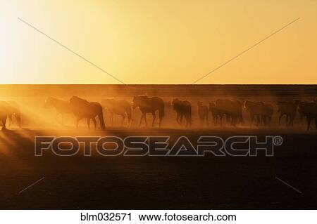 Stock Image - Silhouette of wild horses grazing in steppe landscape. Fotosearch
