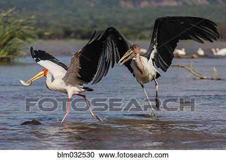 Storks catching fish in remote lake View Large Photo Image Stock Image - Storks catching fish in remote lake. Fotosearch