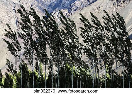 Trees blowing in wind in mountain valley View Large Photo Image Stock Photo - Trees blowing in wind in mountain valley. Fotosearch
