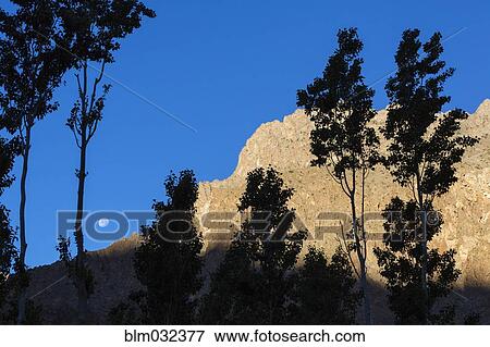 Trees blowing in wind near mountain View Large Photo Image Stock Photo - Trees blowing in wind near mountain. Fotosearch